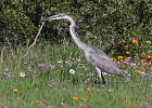 367 groot  Black Headed Heron catching a Skaapsteker snake  - Swatkoprieier vang 'n Skaapsteker slang : frieda
